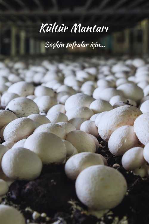 Kültür Mantarı | Kral Agro