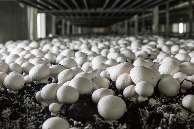 Karadere Üretim Tesisleri (Adapazarı / Sakarya) - Tesis Yapım Aşamasında | Kral Agro